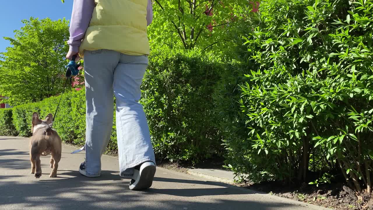 阳光明媚的早晨，一位女士在居民区遛狗视频素材