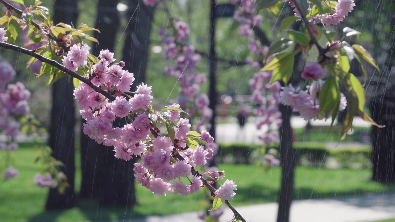 暖春雨下盛开的樱花树。视频下载