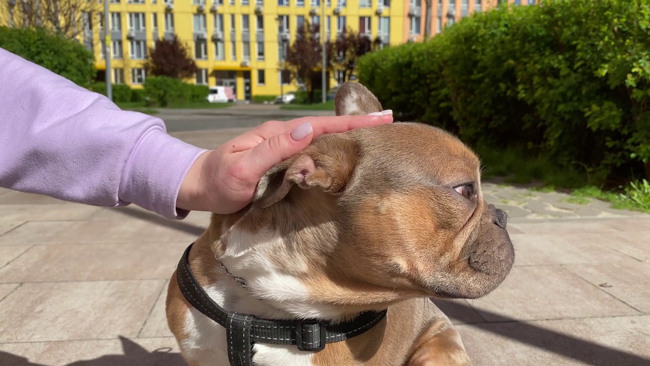 无法辨认的女性在户外抚摸迷人的棕色斗牛犬视频素材