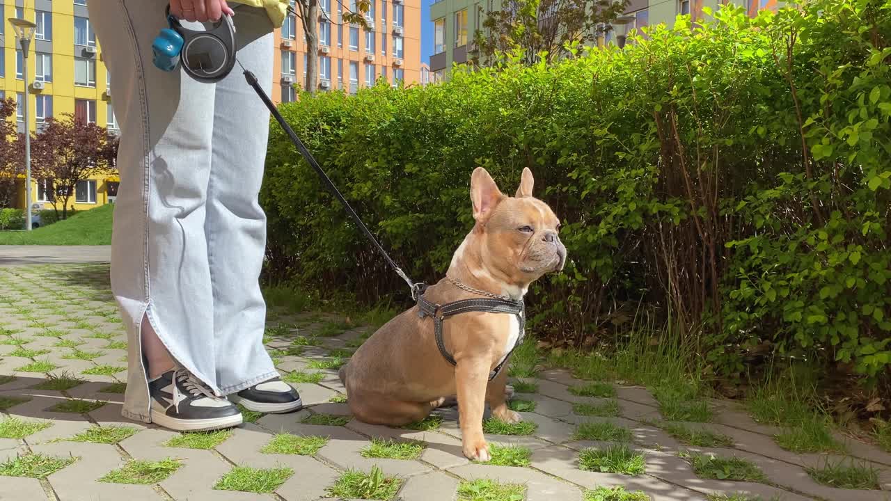 负责任的宠物主人用可生物降解的垃圾袋捡起狗屎视频素材