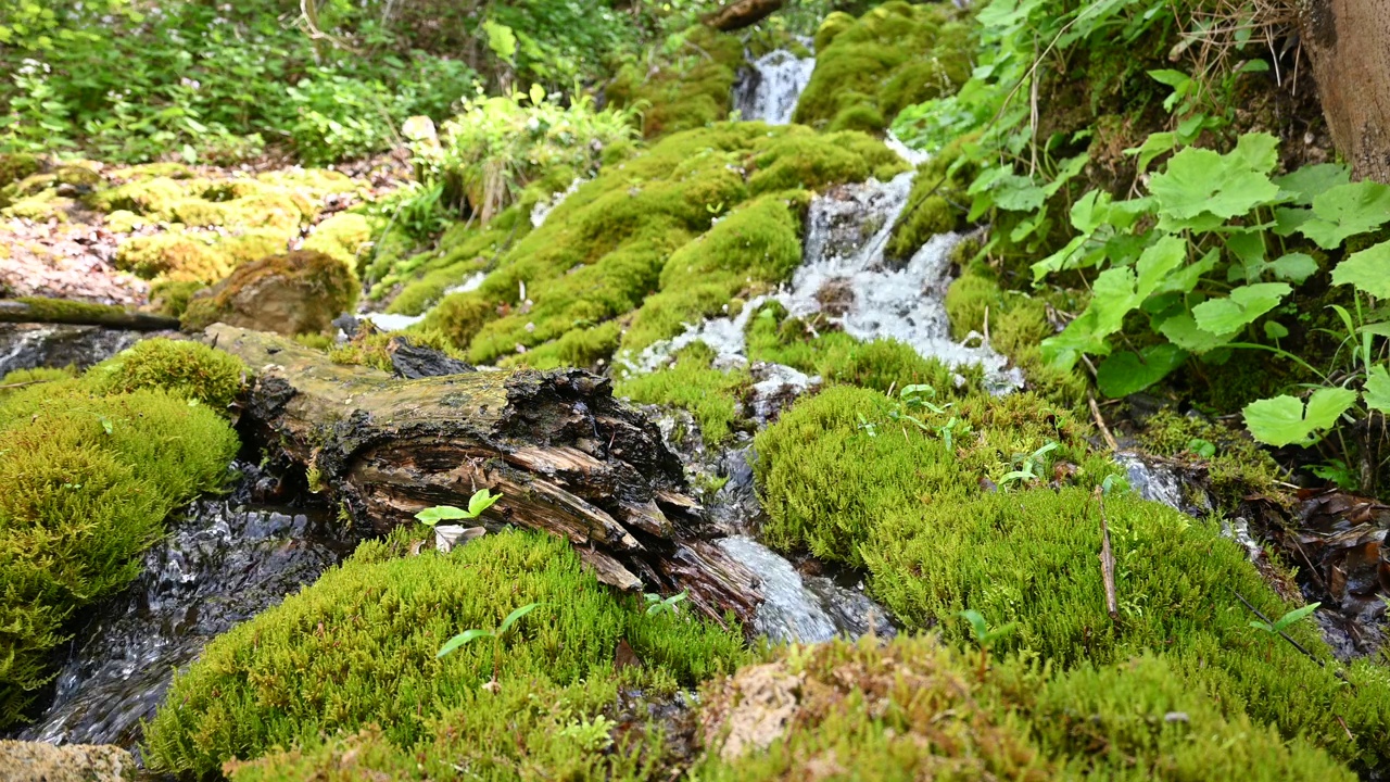 溪水视频下载