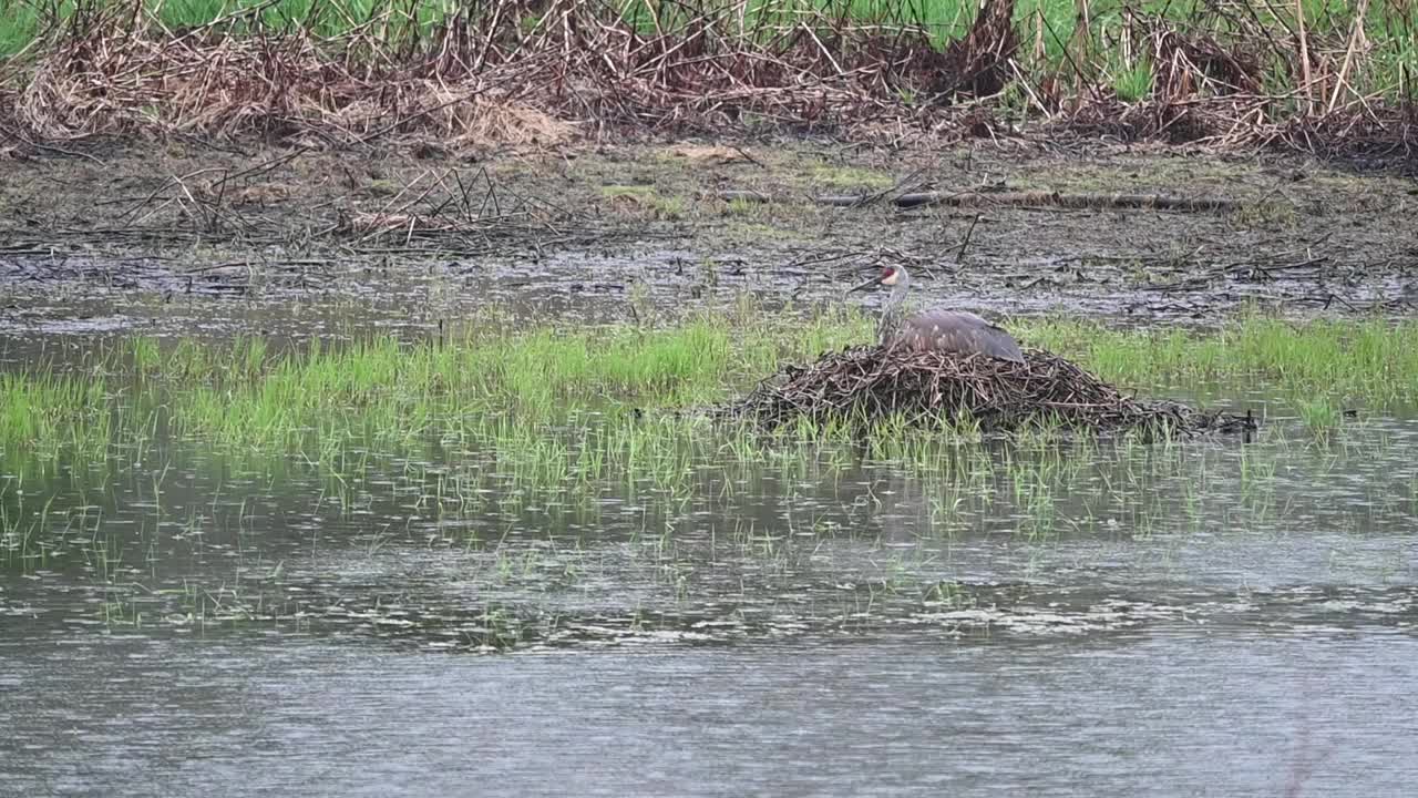 雨中池塘上的鸟儿视频素材