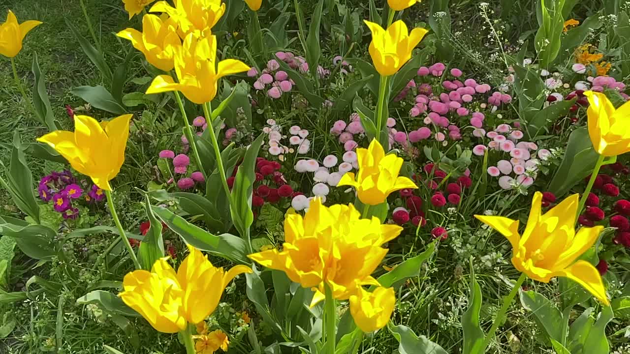 黄色郁金香花视频下载