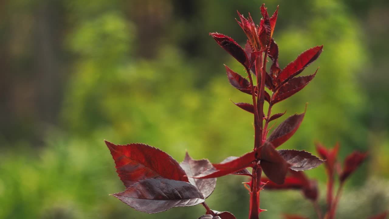 花园里的红玫瑰茎视频下载