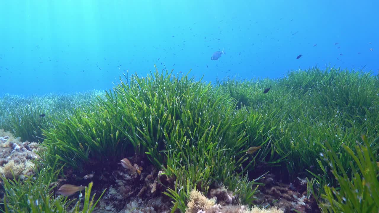 POV -水肺潜水在波西多尼亚海藻田视频素材