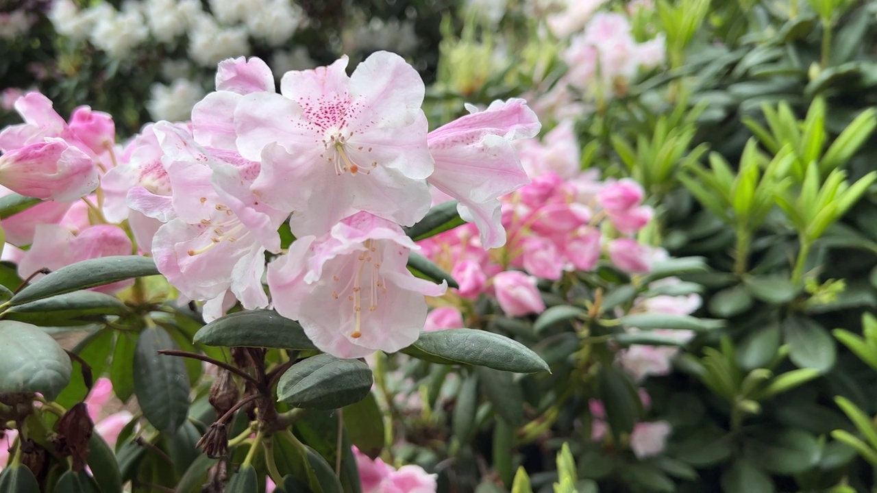 花粉白色的杜鹃花。视频素材