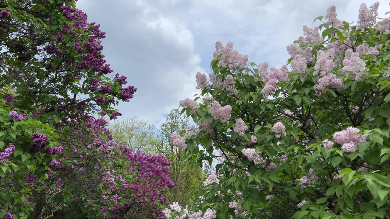 丁香盛开的花园。视频素材