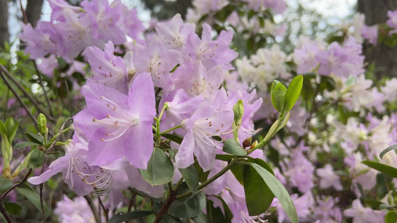 杜鹃花，杜鹃花，紫色，粉红色，开在春天的花园里。视频素材