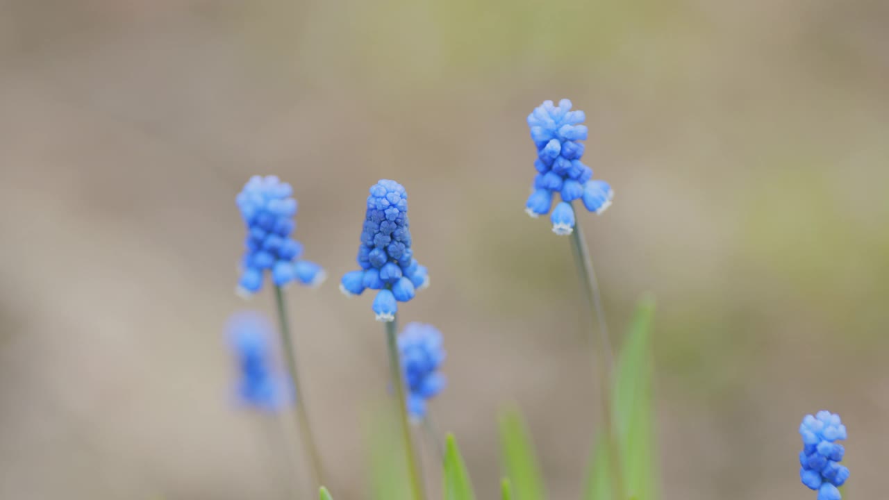 花园风信子有着美丽的蓝色阴影。选择性聚焦和绿草背景。浅景深。视频素材