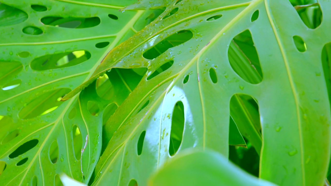 热带树叶怪物异域植物随风摇曳自然绿色雨林背景。视频素材