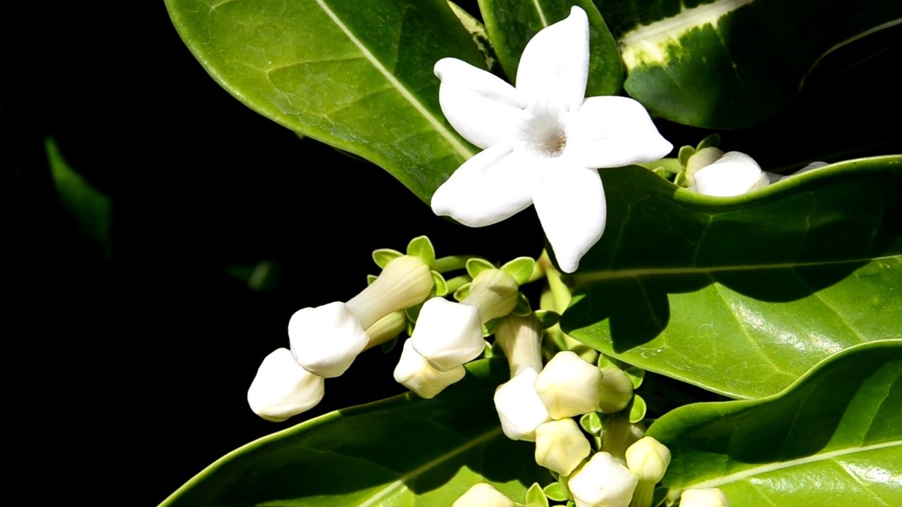 凤仙花或马达加斯加茉莉花，蜡花近距离。
装饰性或观赏性园林植物的概念。视频素材