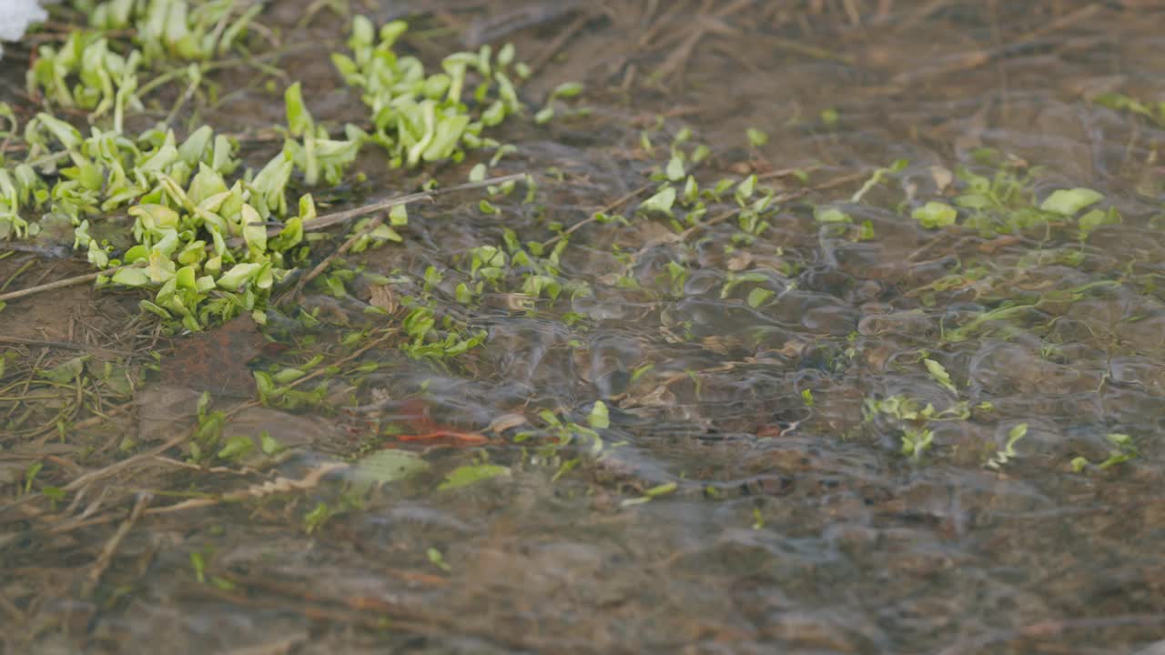 春溪中第一片草的芽。春天的第一片绿草。缓慢的运动。视频素材