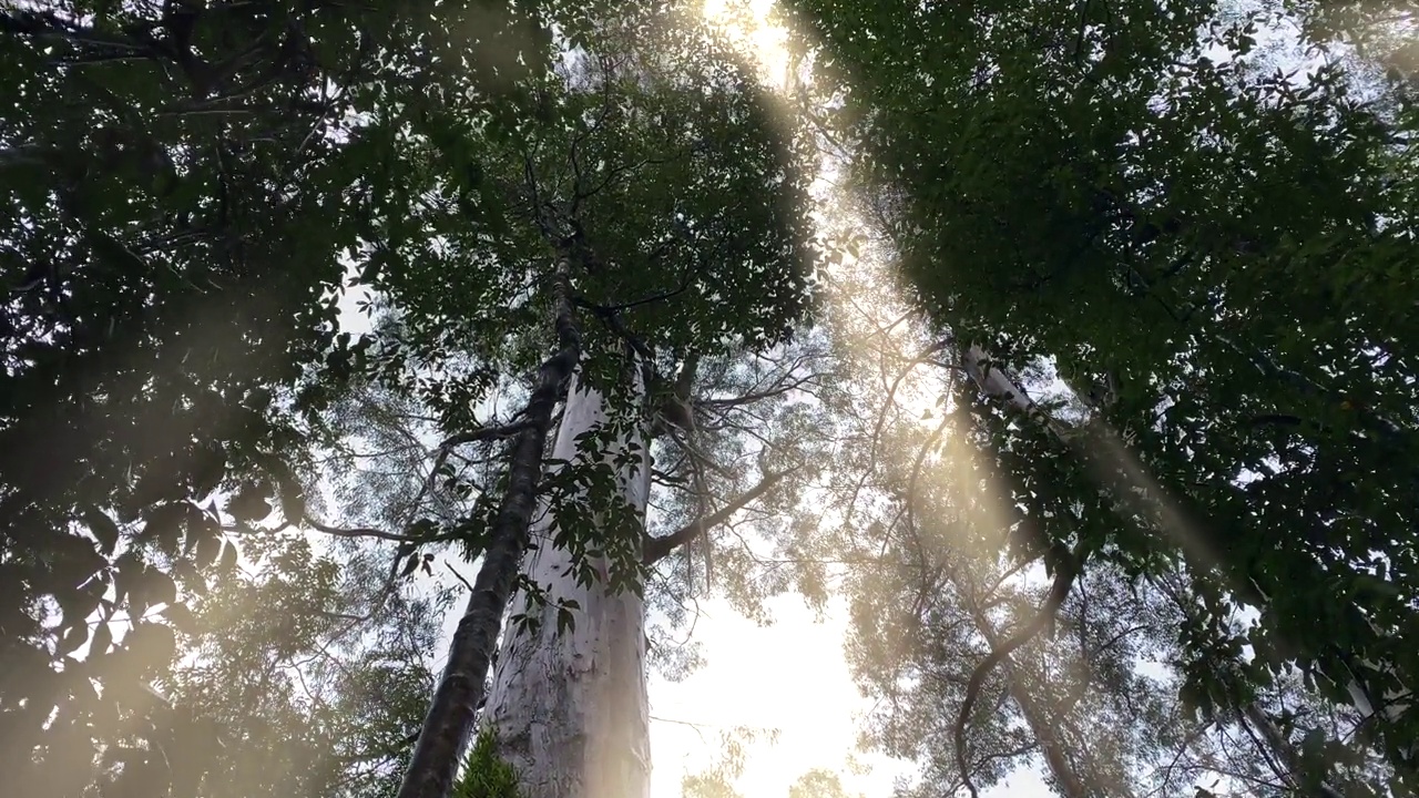 倾斜到雨林中巨大的山灰树胶树视频素材