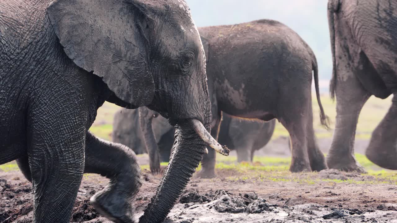 一只非洲丛林象在玩泥巴。南非博茨瓦纳的乔贝国家公园视频素材