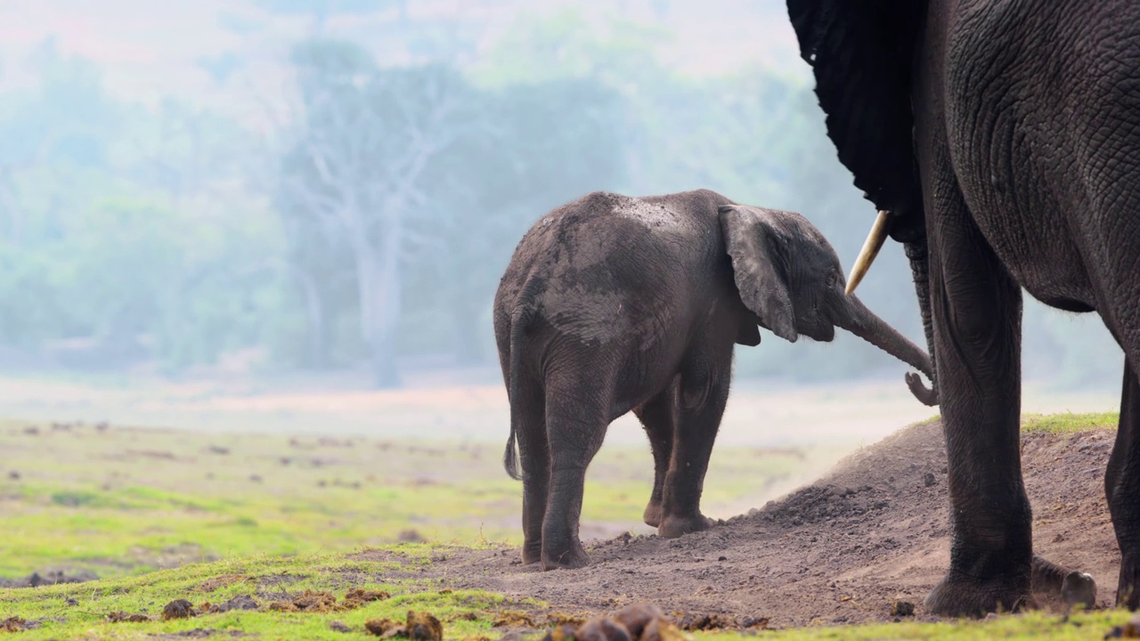 非洲象往他身上撒灰尘和泥土。南非博茨瓦纳的乔贝国家公园视频素材