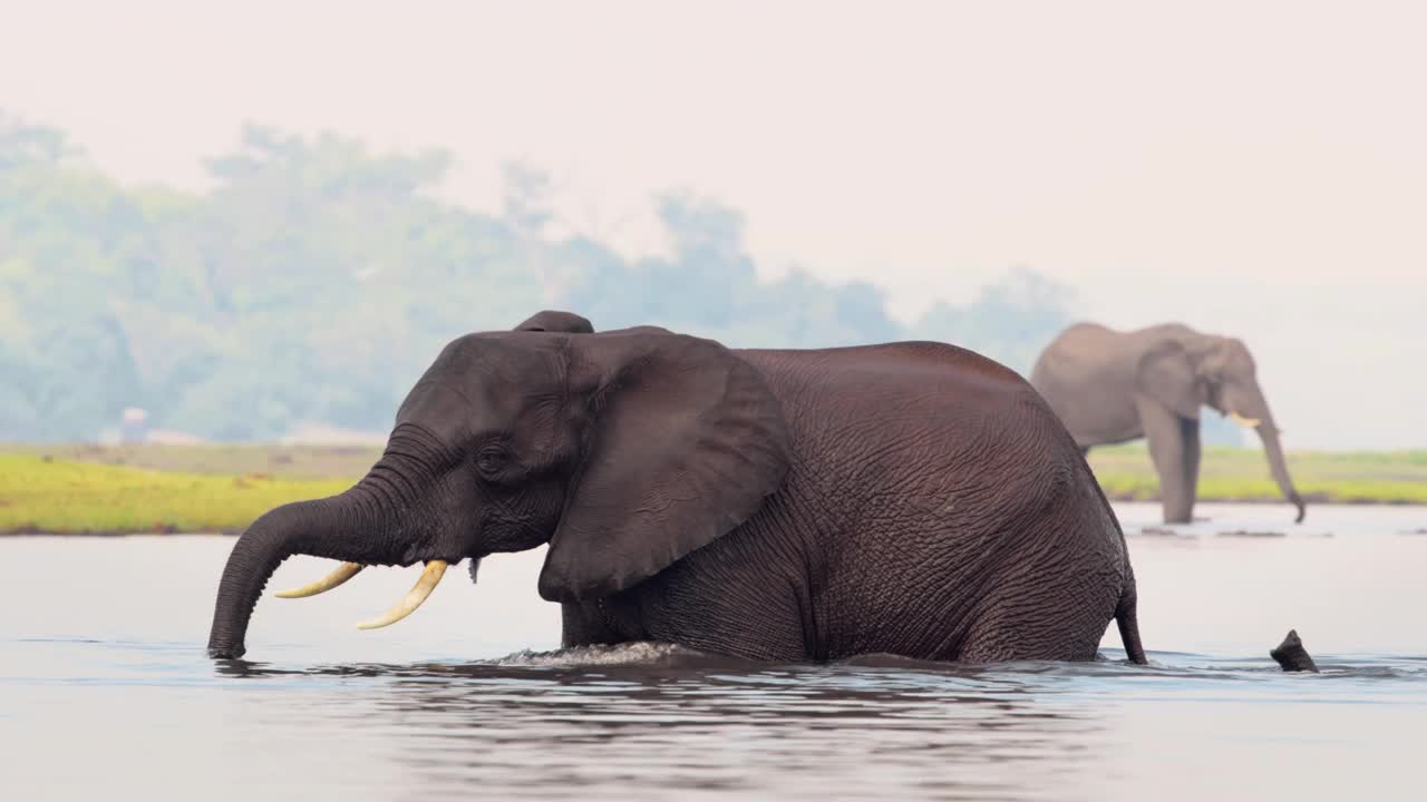 在南非博茨瓦纳的乔贝国家公园，一头野生非洲象正在从乔贝河喝水视频素材