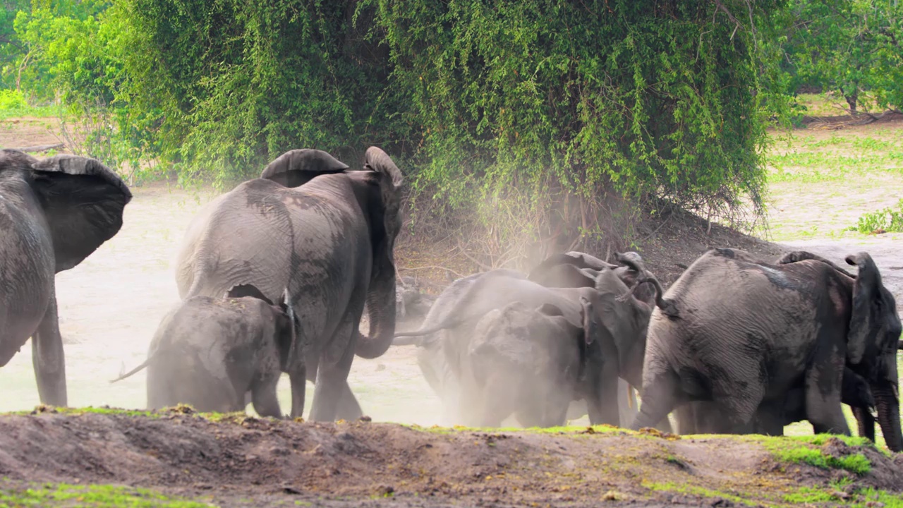 一大群害怕的非洲丛林象在南非博茨瓦纳的乔贝国家公园奔跑视频素材