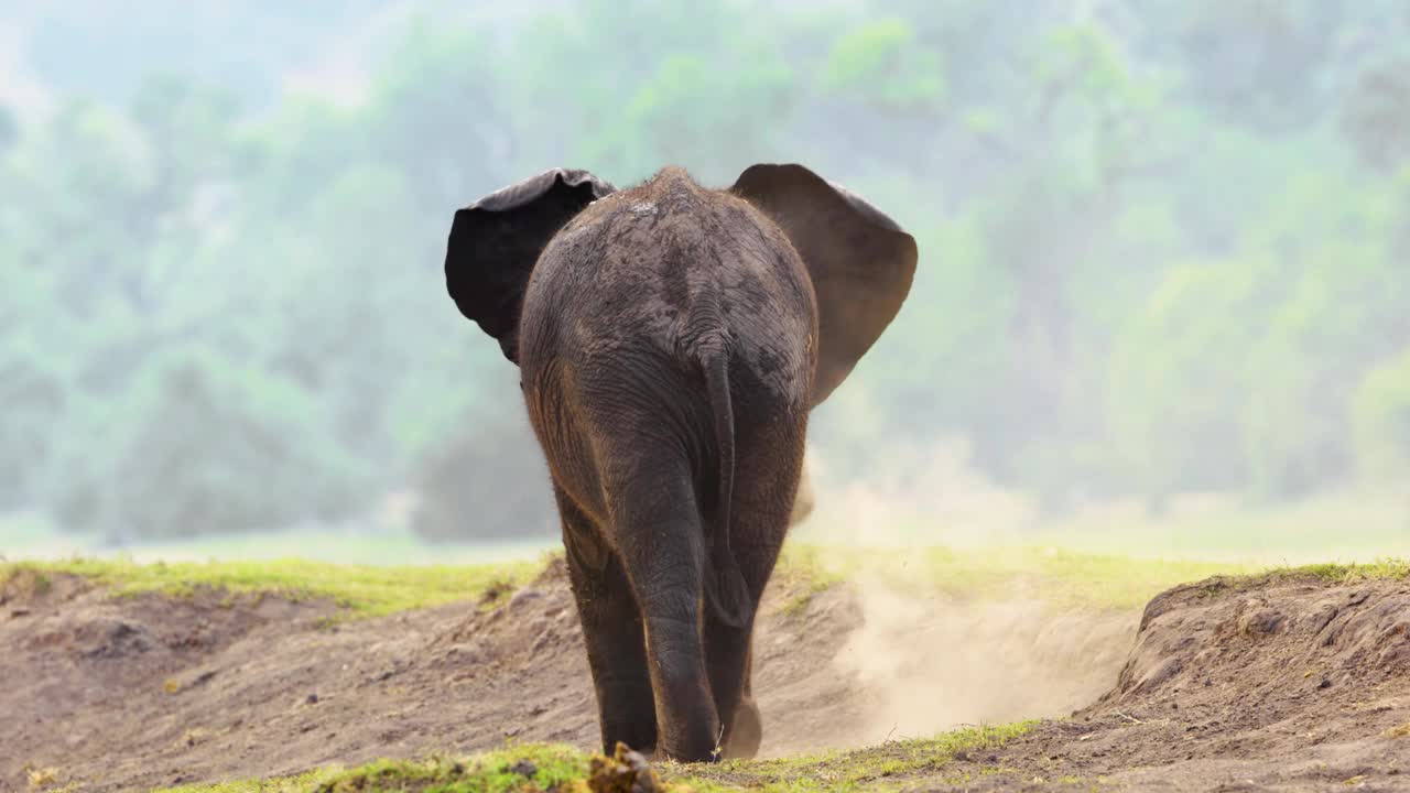 非洲象往他身上撒灰尘和泥土。南非博茨瓦纳的乔贝国家公园视频素材