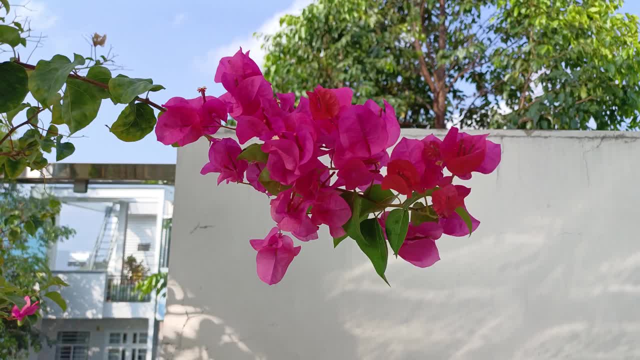 九重葛花和树在夏日的阳光下视频素材