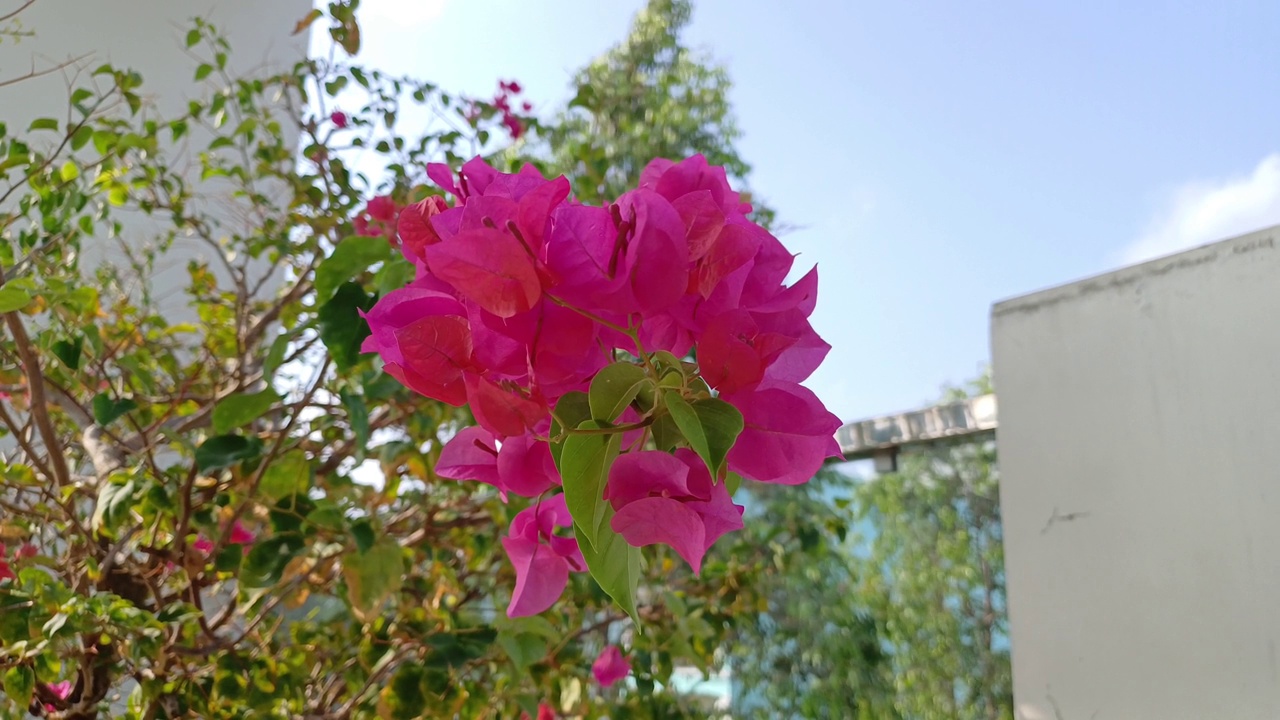 九重葛花和树在夏日的阳光下视频素材