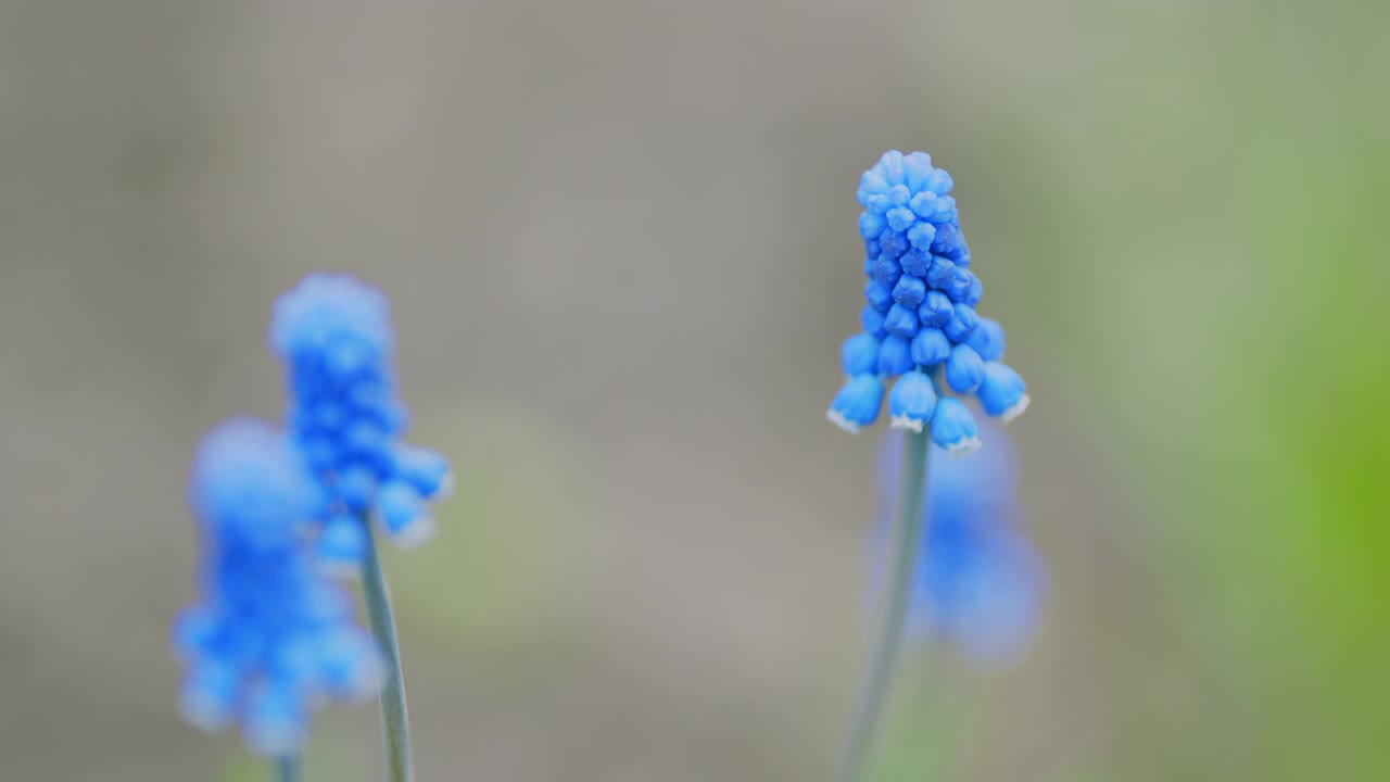 蓝葡萄风信子花与相似的花和绿叶模糊的背景。缓慢的运动。视频素材