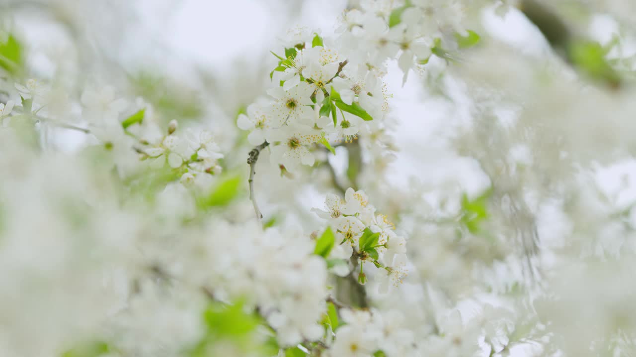 树枝上有白色的梅花和绿色的樱花。缓慢的运动。视频素材