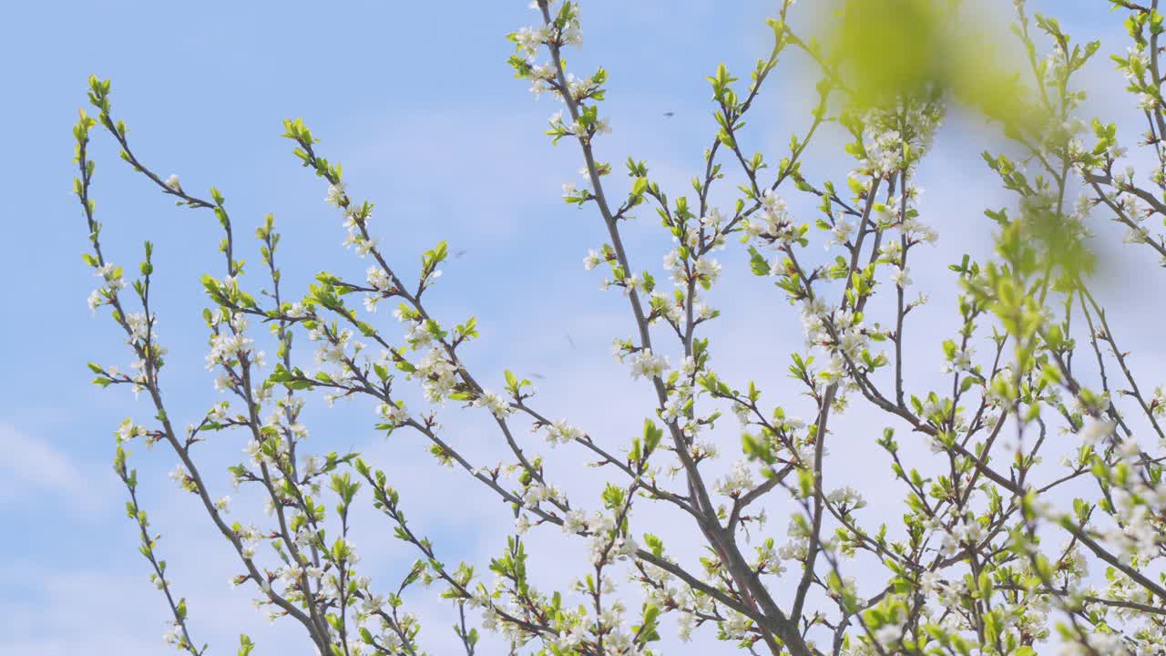 樱花在春天盛开。在阳光明媚的日子里，树枝上娇嫩的白花和绿色的嫩叶在风中摇曳。缓慢的运动。视频素材