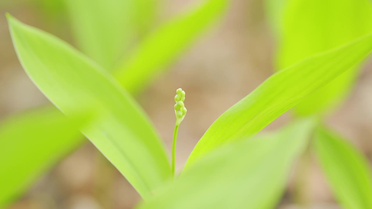 愿山谷里的百合花在阴凉的林间空地上盛开。花背景。关闭了。视频素材