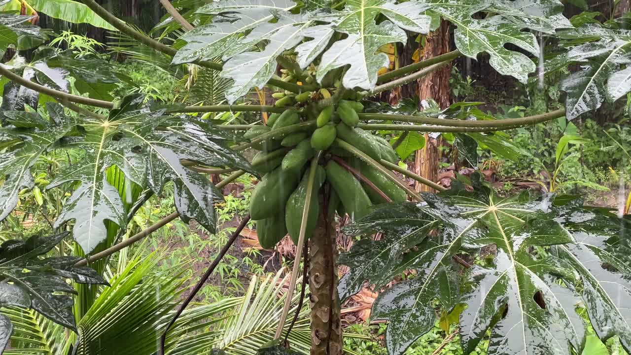 下雨天树上的绿色番木瓜果实。丰富自然的概念。视频素材