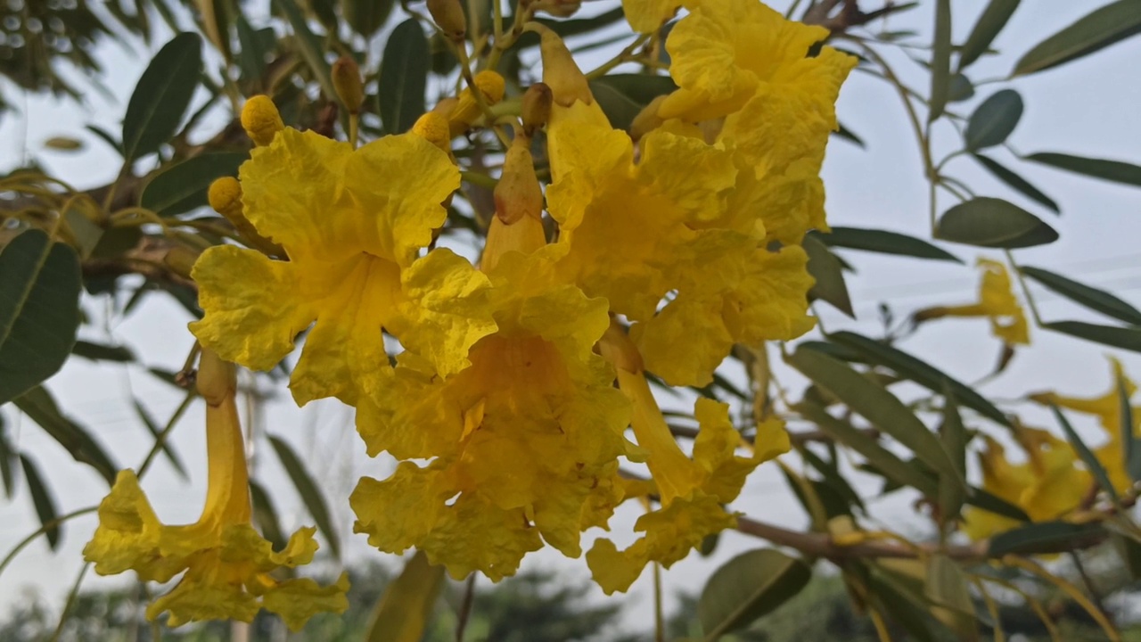 黄色的花视频素材