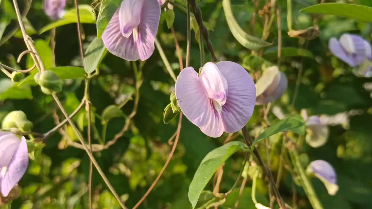 蝶豆视频素材