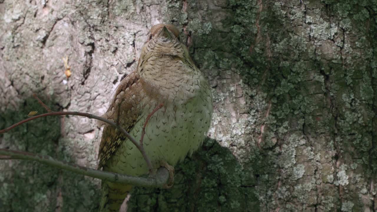 鸟——欧亚皱颈鸟(Jynx torquilla)坐在春天早晨森林的树枝上。视频素材