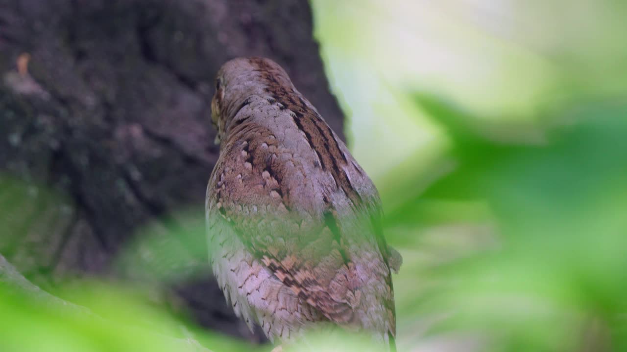 鸟——欧亚皱颈鸟(Jynx torquilla)坐在春天早晨森林的树枝上。视频素材