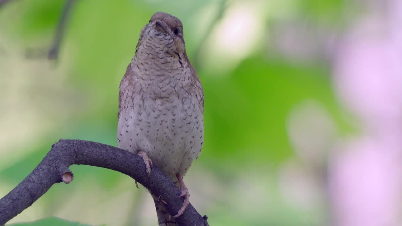 鸟——欧亚皱颈鸟(Jynx torquilla)坐在春天早晨森林的树枝上。视频素材