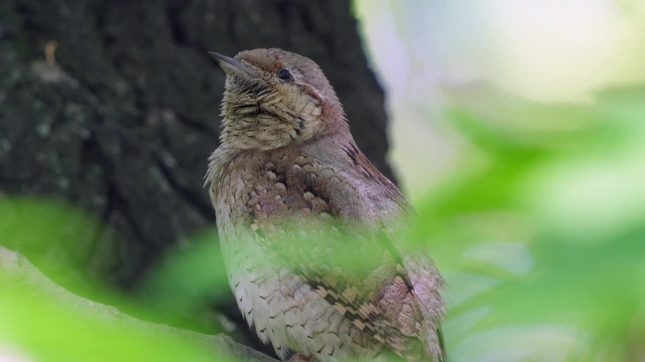 鸟——欧亚皱颈鸟(Jynx torquilla)坐在树枝上，在春天早晨的森林里唱歌。视频素材