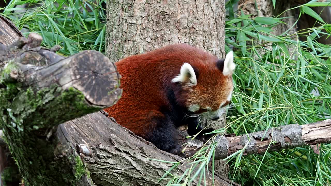 小熊猫，也叫小熊猫，还有坐在树上的红猫熊视频素材