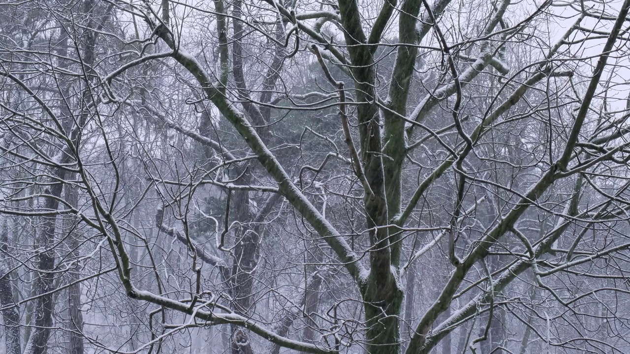 在寒冷的夜晚，冬季城市的大雪中，树木之间的极端降雪。树上覆盖着刚落下的雪。有选择性的重点。模糊的冬季背景天气视频素材