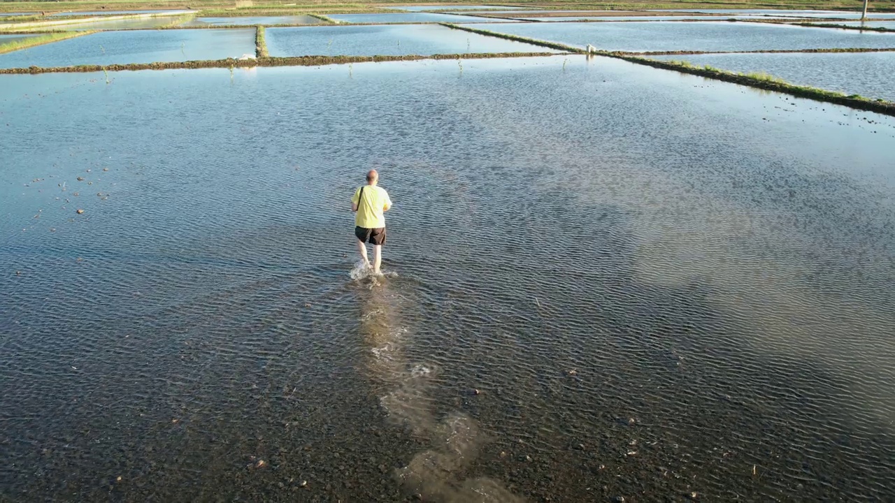农民用手将水稻种子撒在湿泥淹没的农田上，航拍，慢动作视频素材