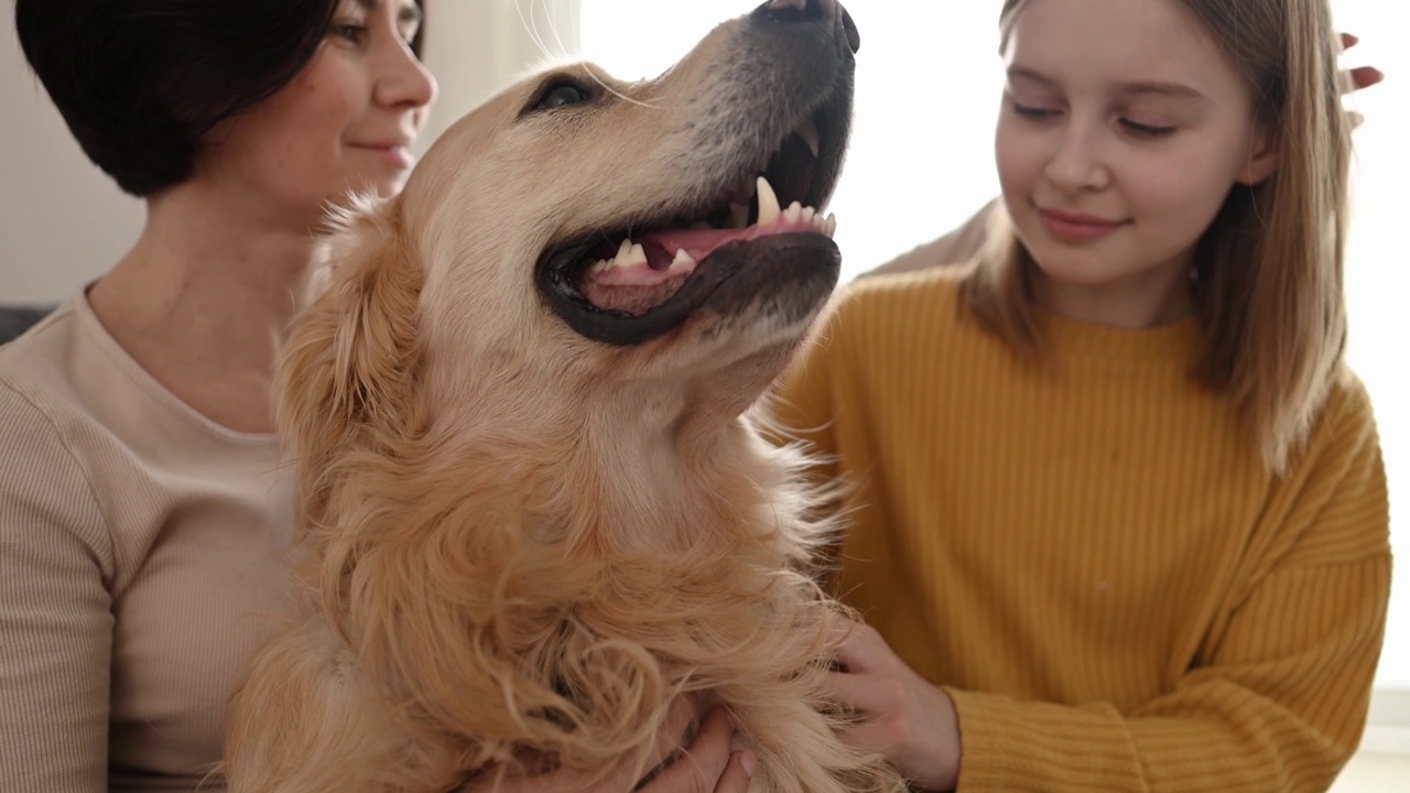 金毛猎犬和主人在家里视频素材