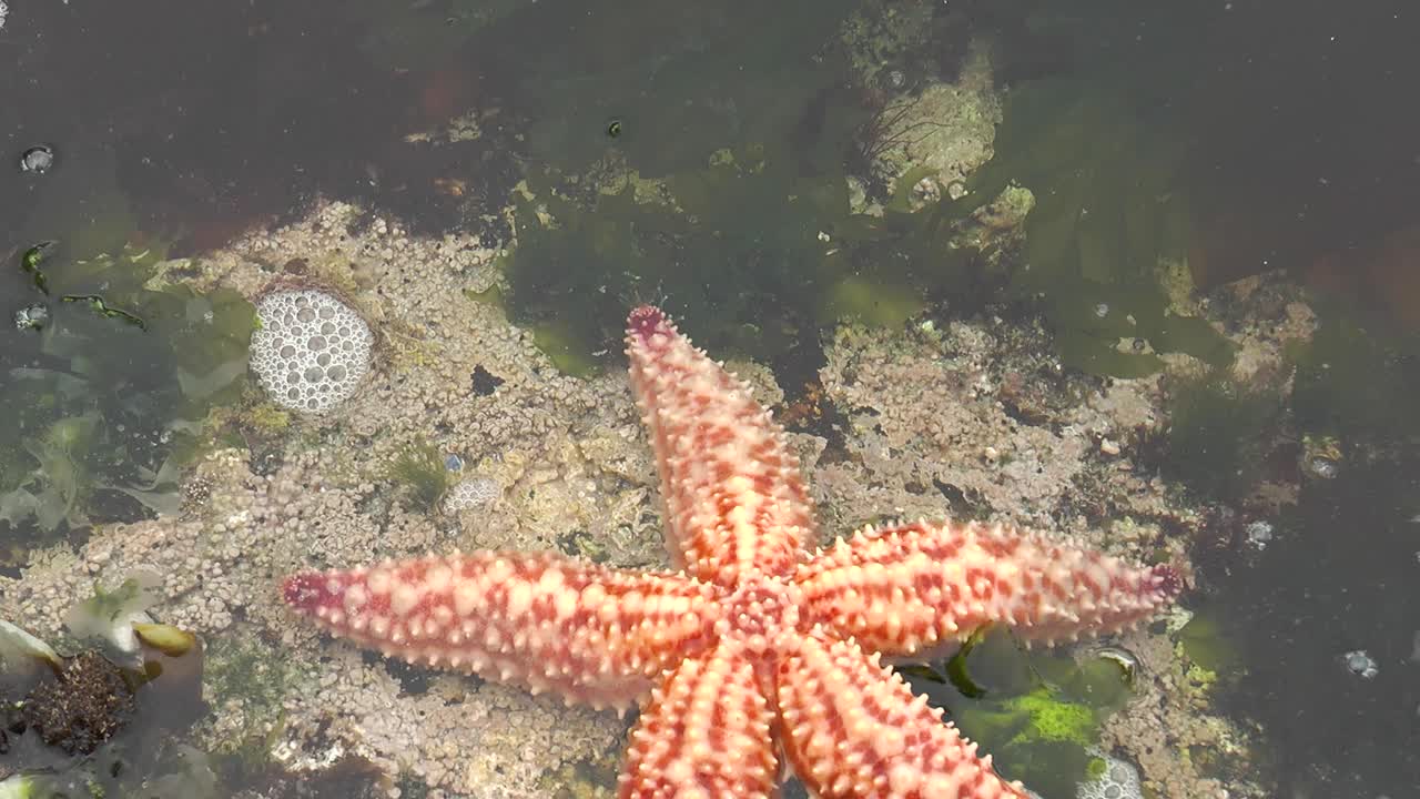 海星。海星躺在海洋的沙地上。海底的海星。放松海底世界的海洋居民的视频。关于海星的宏观视频。视频素材