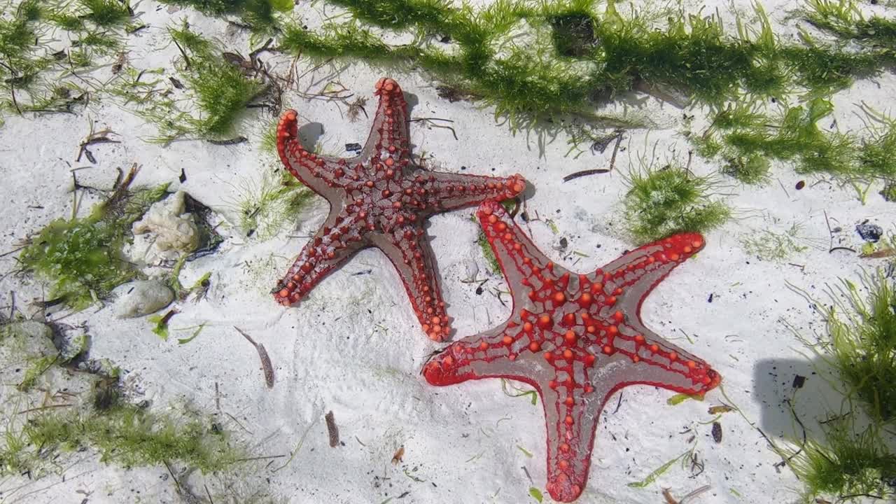 海星。海星躺在海洋的沙地上。海底的海星。放松海底世界的海洋居民的视频。关于海星的宏观视频。视频素材