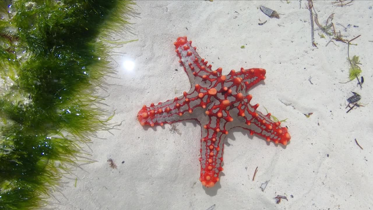 海星。海星躺在海洋的沙地上。海底的海星。放松海底世界的海洋居民的视频。关于海星的宏观视频。视频素材