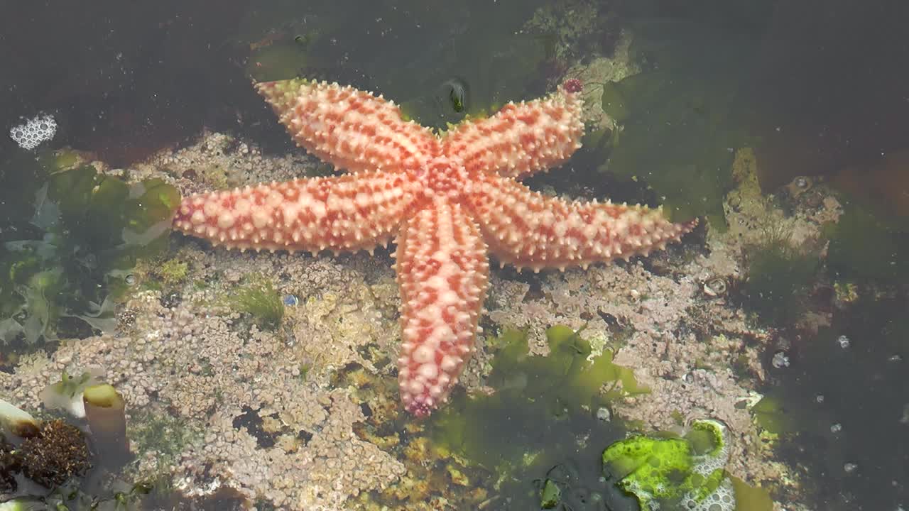 海星。海星躺在海洋的沙地上。海底的海星。放松海底世界的海洋居民的视频。关于海星的宏观视频。视频素材