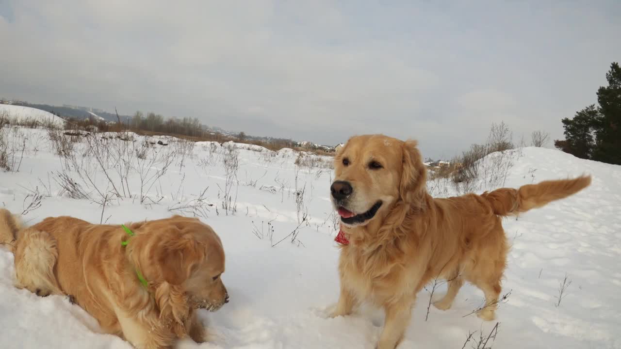 冬天的金毛猎犬视频素材