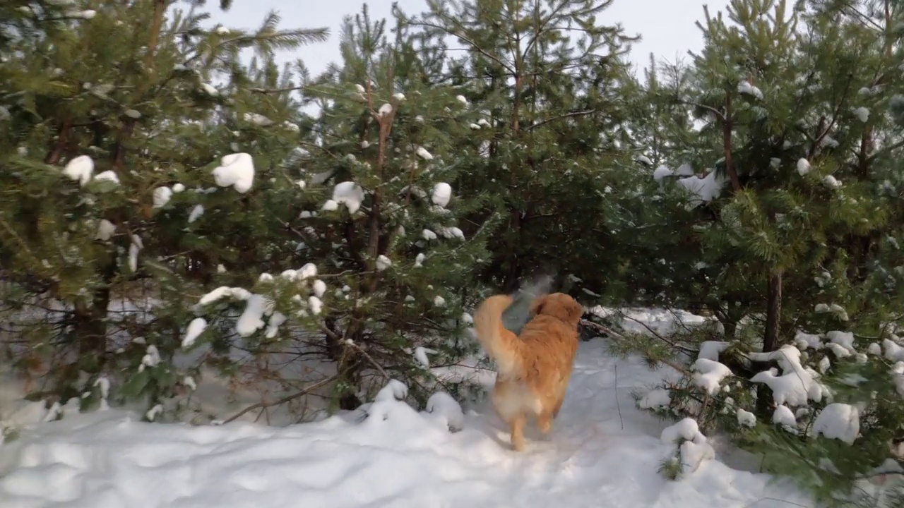 冬天的金毛猎犬视频素材