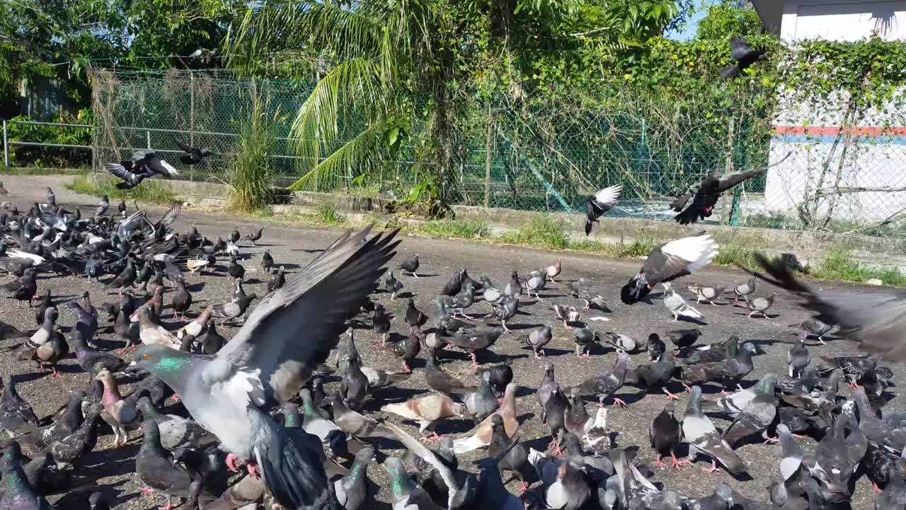 一群鸽子视频下载