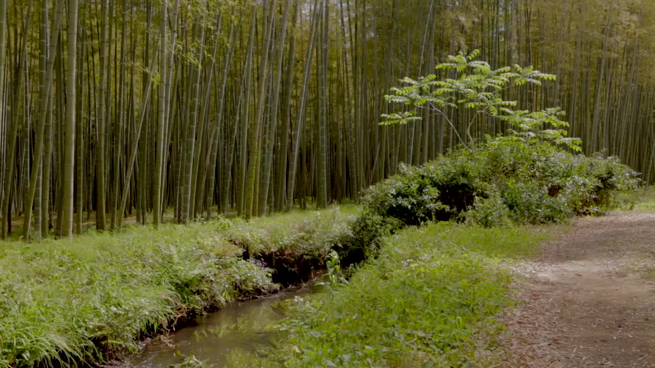 日本竹林视频下载