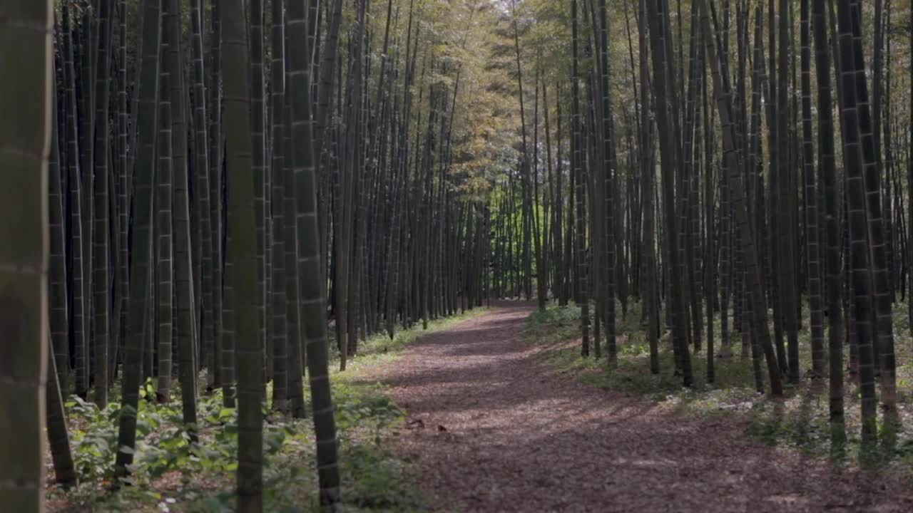 日本竹林视频下载