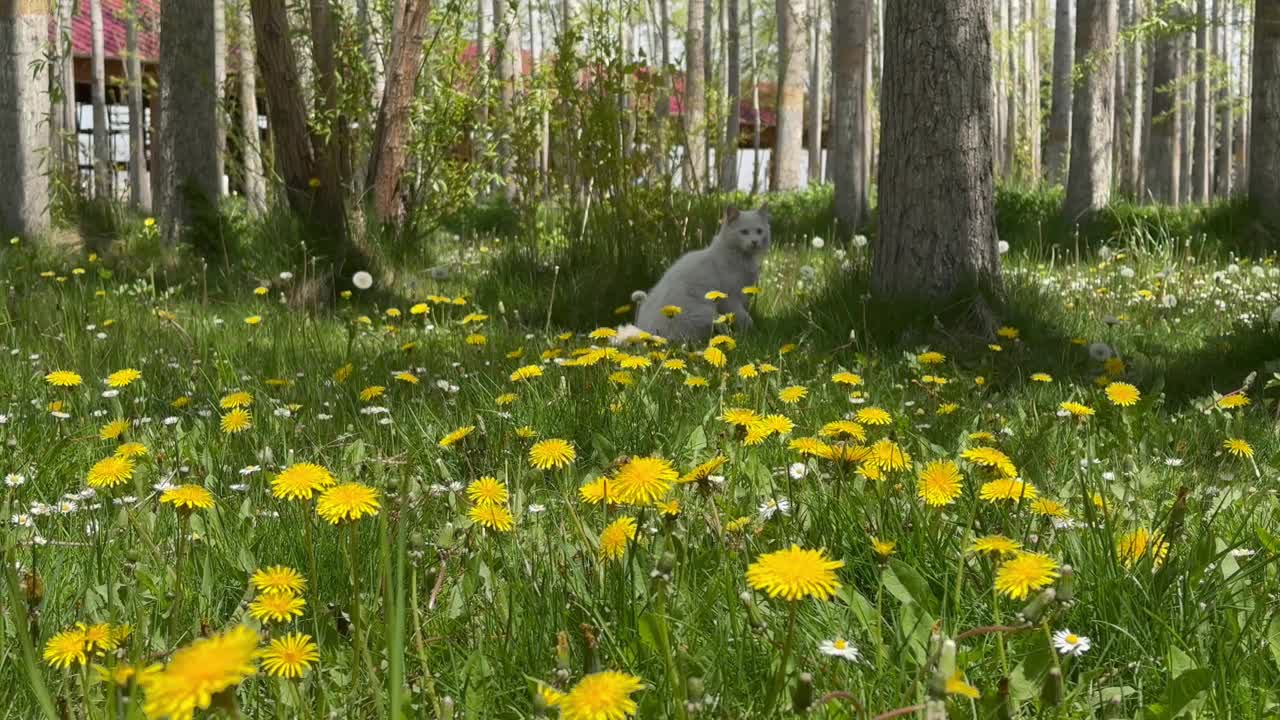 白色毛茸茸的蓝眼睛猫在野花中追逐蝴蝶视频素材