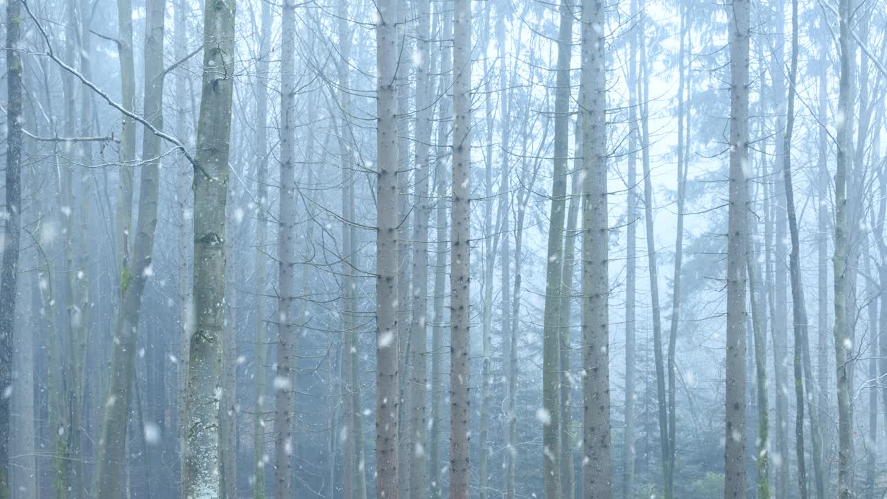 美丽的雪在多雾的冬季森林。视频素材